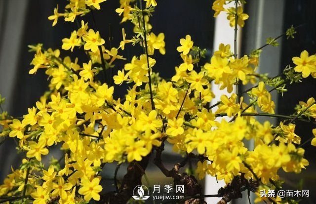 適合種在庭院中春季開花的苗木，月季讓你的庭院更美麗(圖2)