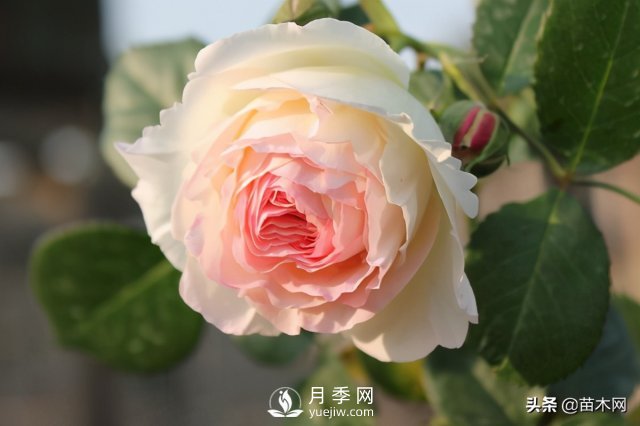 適合種在庭院中春季開花的苗木，月季讓你的庭院更美麗(圖1)
