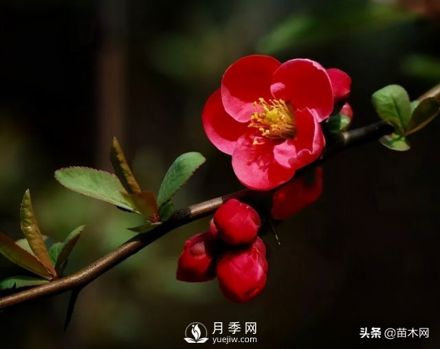 適合種在庭院中春季開花的苗木，月季讓你的庭院更美麗(圖3)