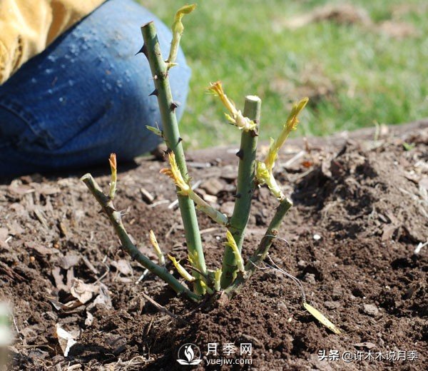 月季開花多更健壯，***重要是養(yǎng)好根系，5招迅速壯根(圖2)