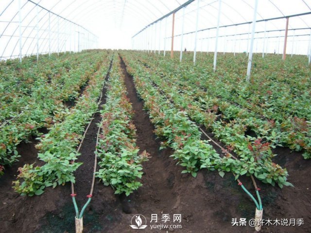 月季開花多更健壯，***重要是養(yǎng)好根系，5招迅速壯根(圖3)