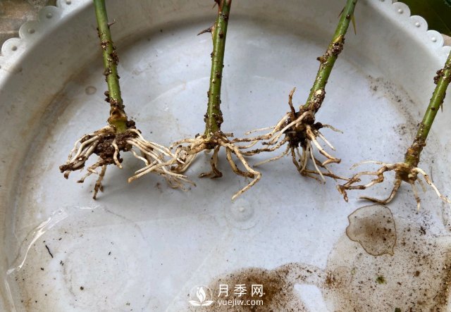 扦插生根的月季移栽以后變成黑干柴，有什么移栽技巧？(圖2)