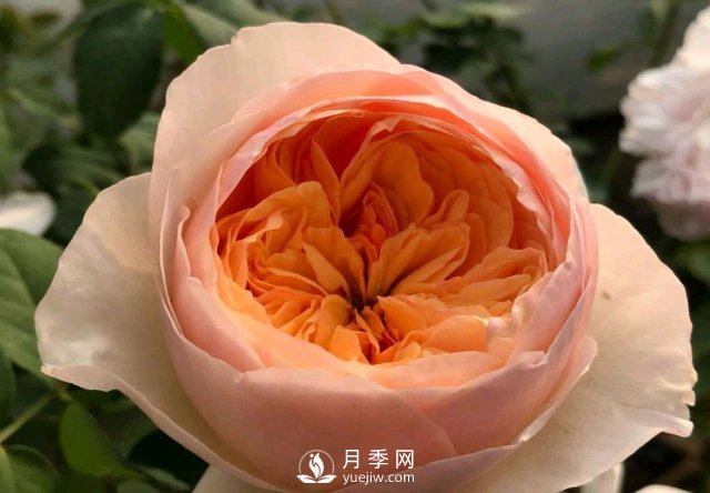 扦插生根的月季移栽以后變成黑干柴，有什么移栽技巧？(圖3)