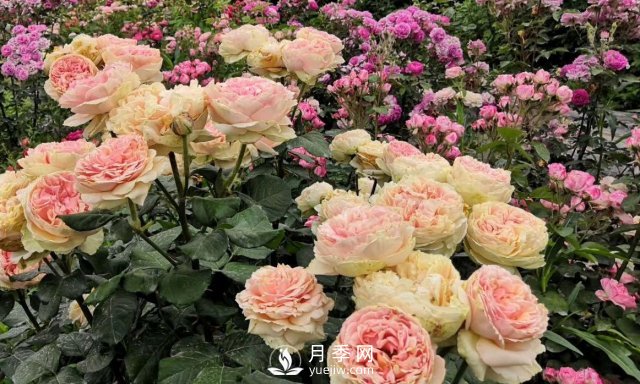 扦插生根的月季移栽以后變成黑干柴，有什么移栽技巧？(圖4)