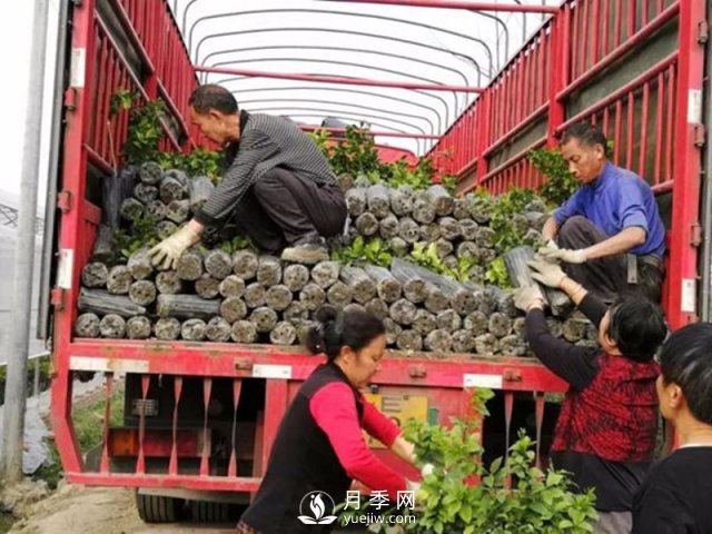 苗木運輸這樣搞，才能省錢(圖1)