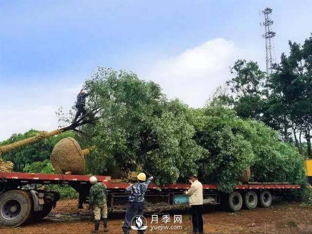 苗木旺季，想掙穩(wěn)當(dāng)錢(qián)，苗木物流運(yùn)輸很重要(圖1)