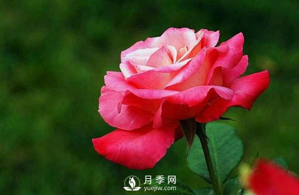 為什么有些苗木能抗得過冬季的嚴寒，卻抗不過早春的倒春寒？(圖1)