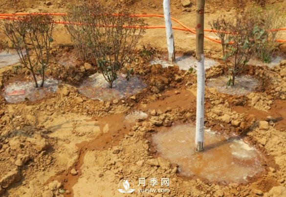 樹木栽植時應做好根部的哪些護理？(圖1)