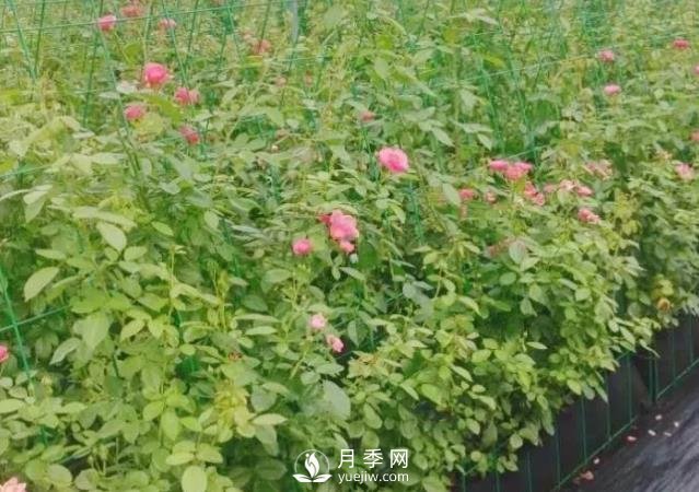 什么時(shí)候適合種月季，這樣做提高月季成活率(圖1)