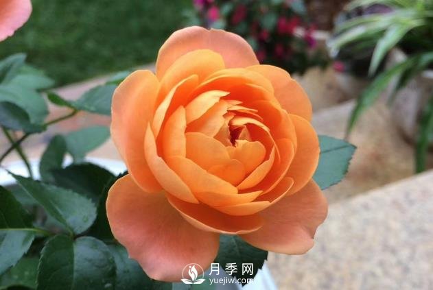 看到我修剪月季，鄰居說種月季多會破財(cái)，建議全砍掉(圖1)