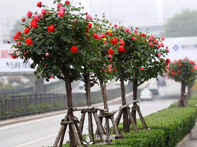 三分種樹(shù)，七分管，十分?；畈疟ｋU(xiǎn)，花木行業(yè)中這句話(huà)該怎樣理解(圖1)