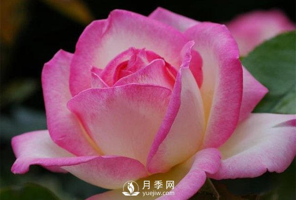 用什么方法能延長(zhǎng)大花月季的開花期(圖1)