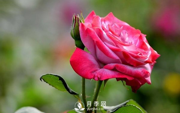 月季是一種中藥藥材嗎？有什么藥效(圖1)