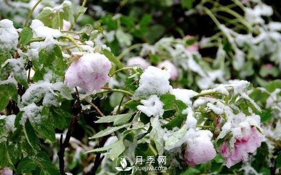 立春了，注意防護(hù)苗木倒春寒(圖1)