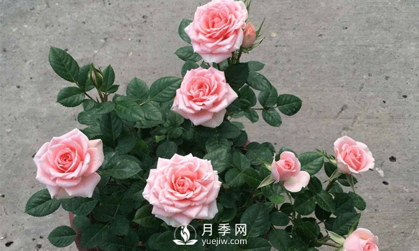 現(xiàn)在發(fā)展苗木還有市場嗎？種植綠化苗木要掌握以下關鍵措施(圖2)