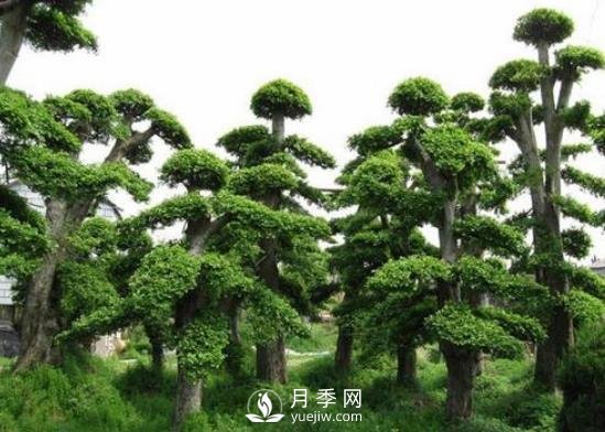 十大名貴樹木有哪些？(圖1)
