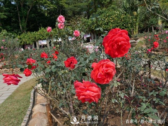 廣州“五彩繽紛”的月季花園，開滿全園，游客贊道太美了(圖2)