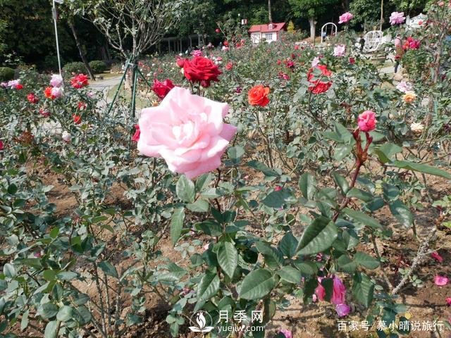 廣州“五彩繽紛”的月季花園，開滿全園，游客贊道太美了(圖4)