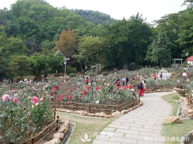 廣州“五彩繽紛”的月季花園，開滿全園，游客贊道太美了(圖3)