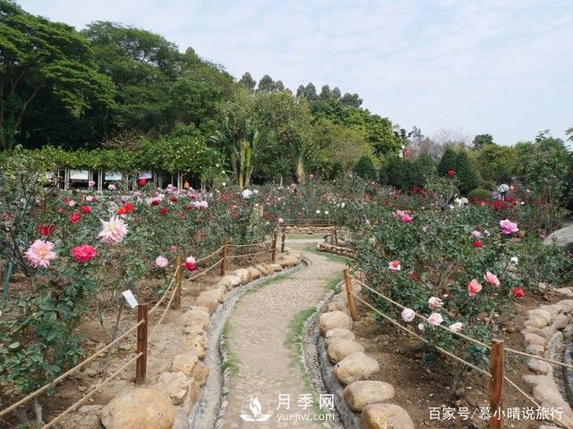 廣州“五彩繽紛”的月季花園，開滿全園，游客贊道太美了(圖1)