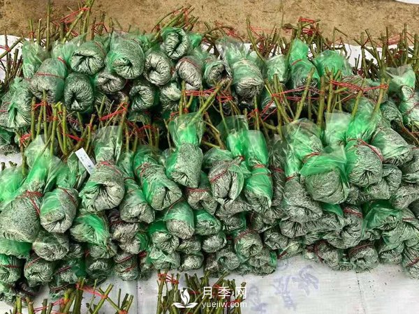 冬天必入的南陽(yáng)月季裸根苗就此結(jié)束，明年盆花月季見(jiàn)(圖2)