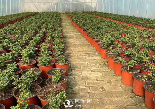 冬天必入的南陽(yáng)月季裸根苗就此結(jié)束，明年盆花月季見(jiàn)(圖1)