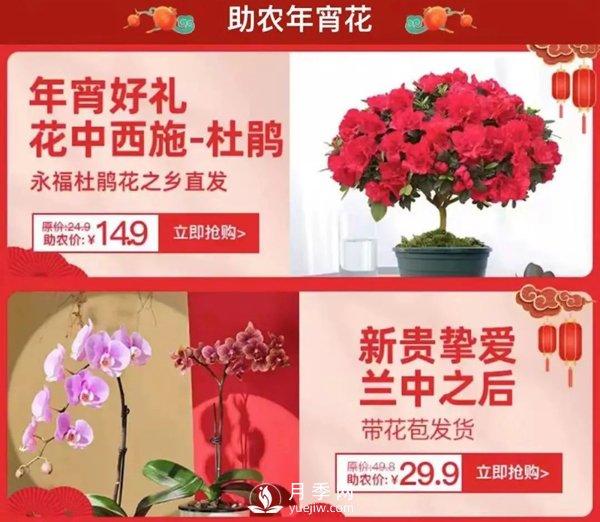福建廣東等省年宵花遭遇滯銷，天貓等平臺為花農解困(圖1)