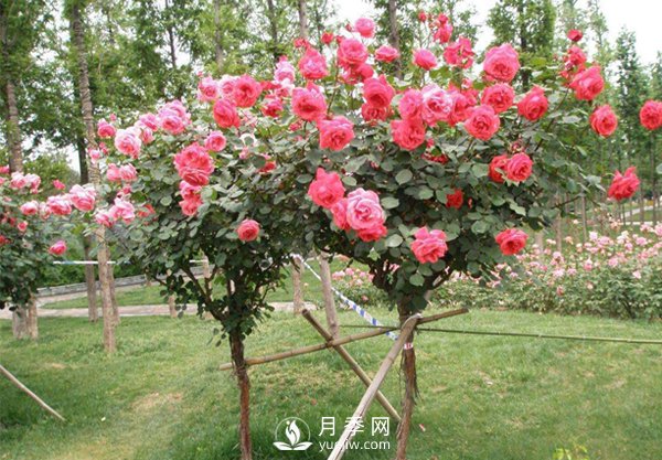 退林還耕政策高壓，苗木人該如何做(圖1)