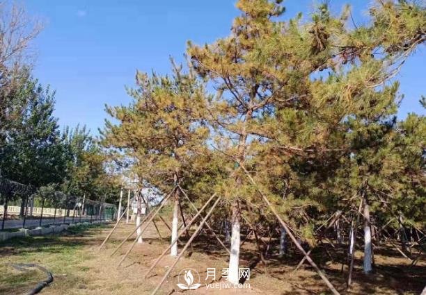 松樹針葉發(fā)生干枯、落針的5個原因和解決方法(圖1)
