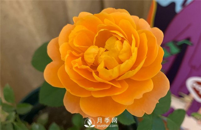 推薦5款月季品種，好看又好養(yǎng)，抗病能力強，值得擁有(圖1)