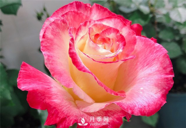 推薦5款月季品種，好看又好養(yǎng)，抗病能力強，值得擁有(圖2)