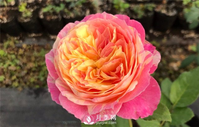 推薦5款月季品種，好看又好養(yǎng)，抗病能力強，值得擁有(圖3)