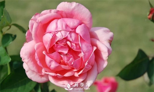 推薦5款月季品種，好看又好養(yǎng)，抗病能力強，值得擁有(圖4)
