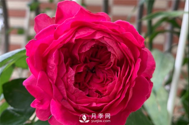 推薦5款月季品種，好看又好養(yǎng)，抗病能力強，值得擁有(圖5)