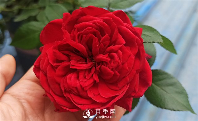 推薦10款紅色系月季品種，中國(guó)紅開(kāi)啟2021好彩頭(圖1)