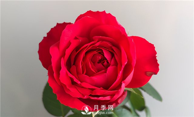 推薦10款紅色系月季品種，中國(guó)紅開(kāi)啟2021好彩頭(圖4)