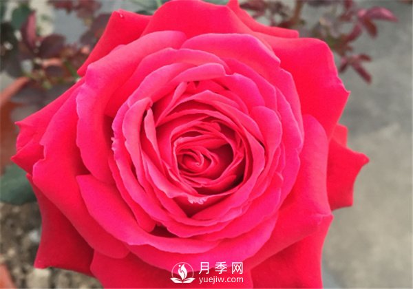 推薦10款紅色系月季品種，中國(guó)紅開(kāi)啟2021好彩頭(圖8)