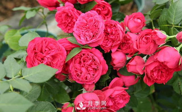 超級(jí)耐熱！南方必備！推薦3個(gè)耐熱月季品種(圖1)