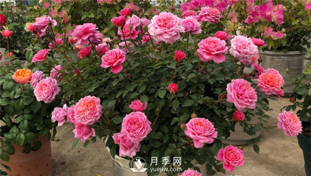 推薦10個(gè)陽臺月季品種，小陽臺的微型月季清單(圖1)