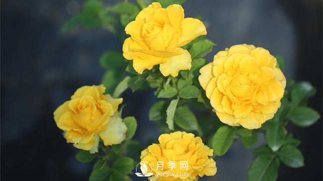 推薦10個(gè)陽臺月季品種，小陽臺的微型月季清單(圖4)