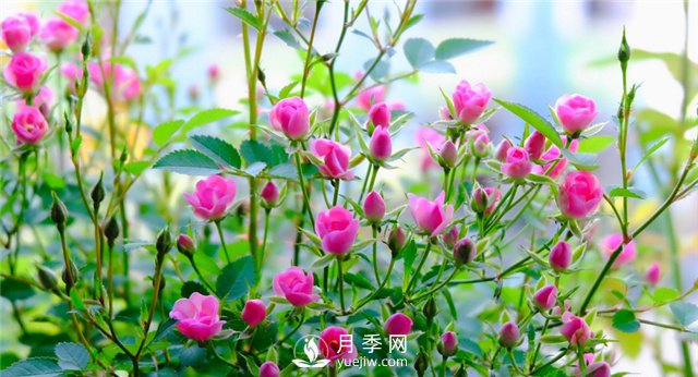推薦10個(gè)陽臺月季品種，小陽臺的微型月季清單(圖8)