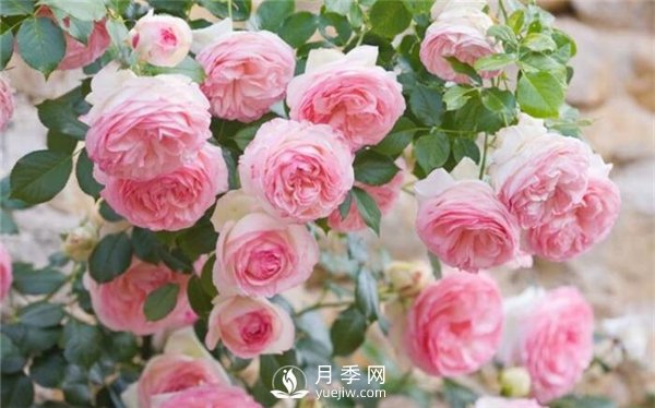 不同時(shí)期月季病蟲災(zāi)需要怎么防止(圖1)