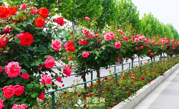 月季花什么時候開你知道嗎？(圖1)