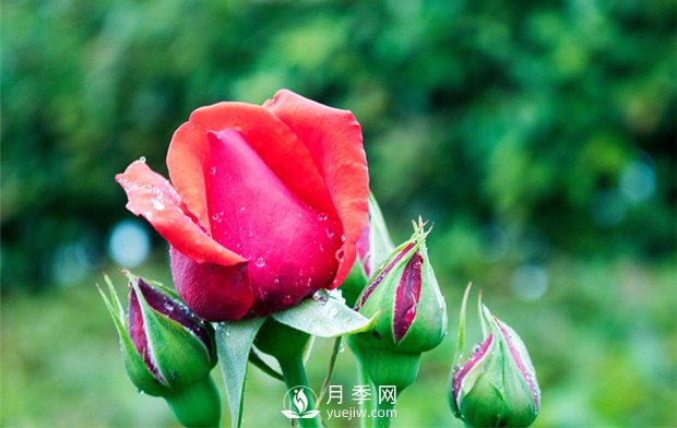 誰說沒院子不能養(yǎng)月季花？(圖1)