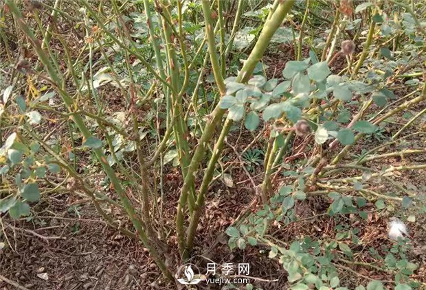 南陽月季苗在嫁接接芽上的如何選擇？(圖1)