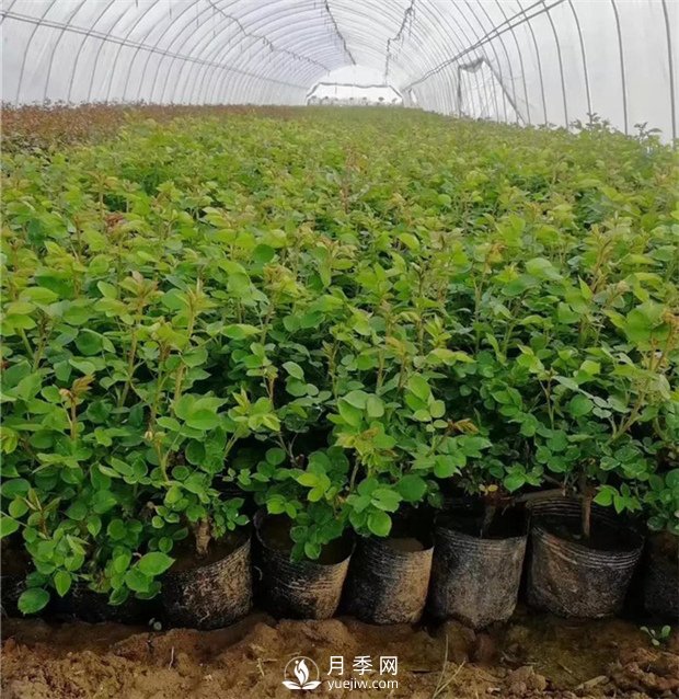月季小苗如何移栽？苗期如何管理？(圖1)
