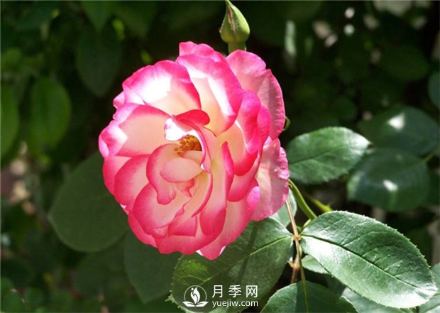 早春栽好月季花需要注意哪些方面？(圖1)