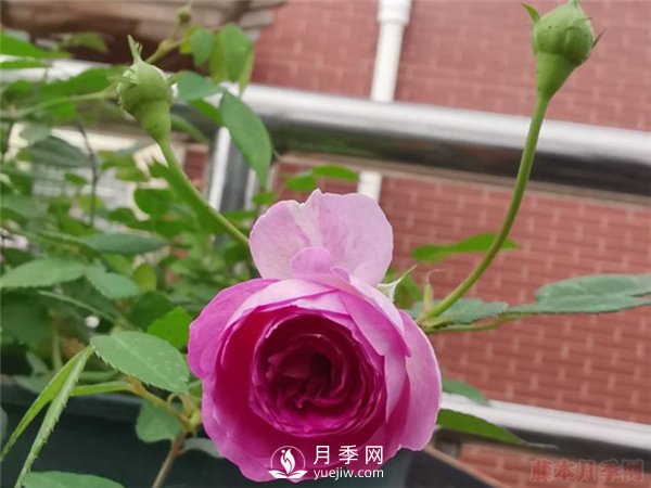 推薦10個微月品種能開又抗病，給新手的微型月季(圖5)