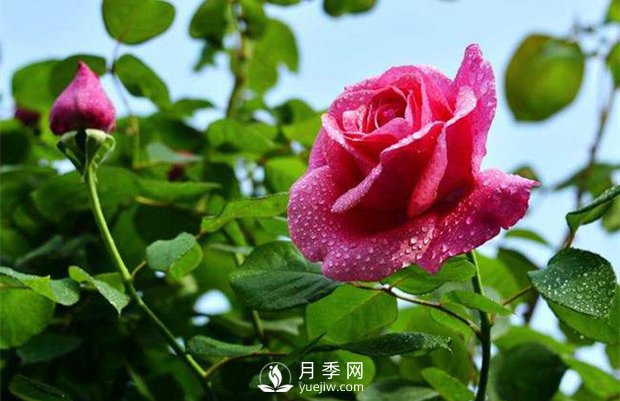怎樣制作月季干花？月季干花制作辦法(圖1)