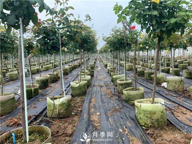 樹狀月季扦插苗假植如何操作？如何栽種培養(yǎng)缽苗？(圖1)